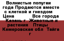 Волнистые попугаи, 2 года.Продаются вместе с клеткой и гнездом. › Цена ­ 2 800 - Все города, Казань г. Животные и растения » Птицы   . Кемеровская обл.,Тайга г.